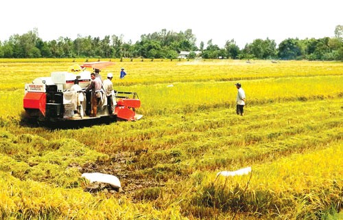 Large scale paddy fields account for only 4 percent of rice farming area in Vietnam (Photo: SGGP)